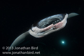 Coastal Manta Ray [Manta alfredi]