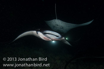 Coastal Manta Ray [Manta alfredi]