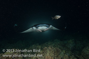 Coastal Manta Ray [Manta alfredi]