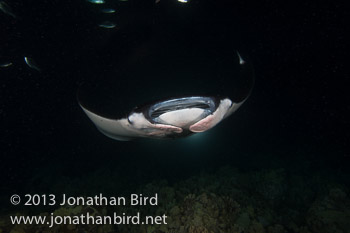 Coastal Manta Ray [Manta alfredi]