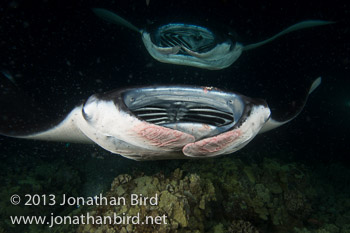 Coastal Manta Ray [Manta alfredi]