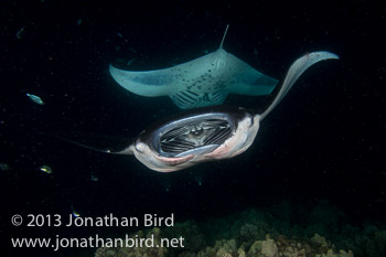 Coastal Manta Ray [Manta alfredi]
