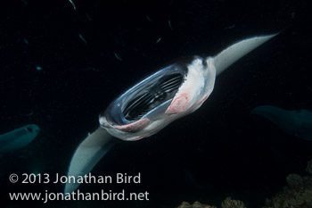 Coastal Manta Ray [Manta alfredi]