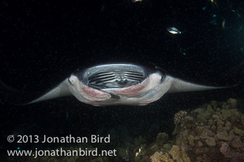 Coastal Manta Ray [Manta alfredi]