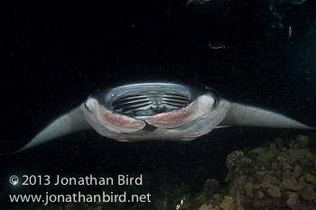 Coastal Manta Ray [Manta alfredi]