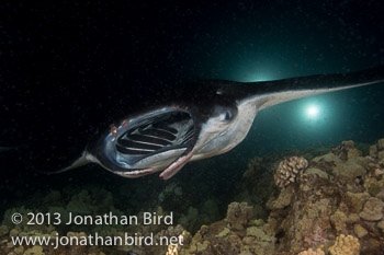 Coastal Manta Ray [Manta alfredi]