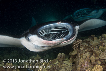Coastal Manta Ray [Manta alfredi]