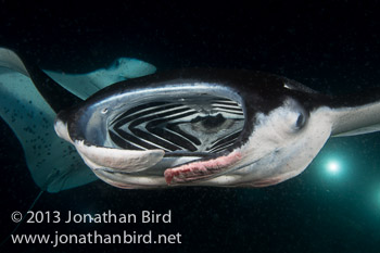 Coastal Manta Ray [Manta alfredi]