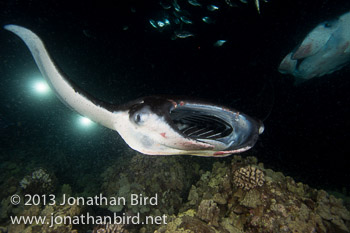 Coastal Manta Ray [Manta alfredi]
