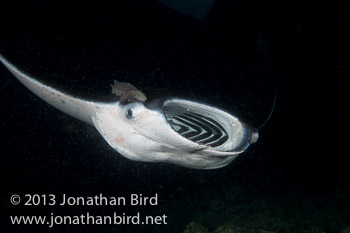 Coastal Manta Ray [Manta alfredi]