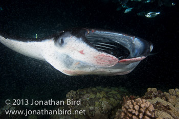 Coastal Manta Ray [Manta alfredi]