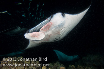 Coastal Manta Ray [Manta alfredi]