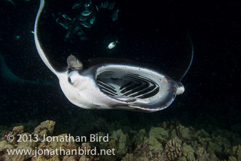 Coastal Manta Ray [Manta alfredi]