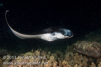 Coastal Manta Ray [Manta alfredi]