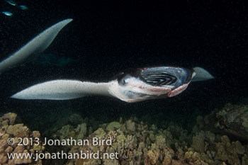 Coastal Manta Ray [Manta alfredi]