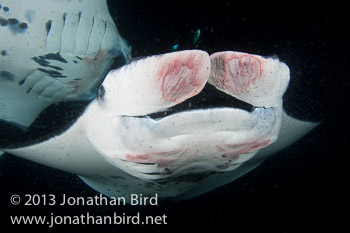 Coastal Manta Ray [Manta alfredi]