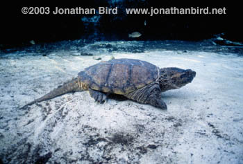 Alligator Snapping Turtle [Macroclemys temminckii]