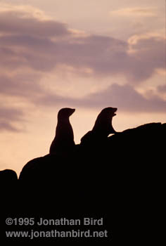 Australian Sea lion [Neophoca cinerea]