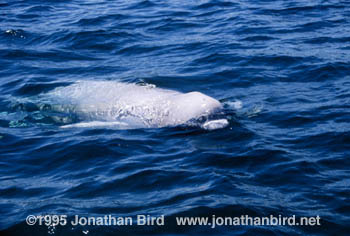 Beluga Whale [Delphinapterus leucas]