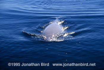 Beluga Whale [Delphinapterus leucas]