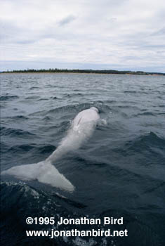 Beluga Whale [Delphinapterus leucas]