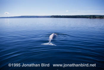 Beluga Whale [Delphinapterus leucas]