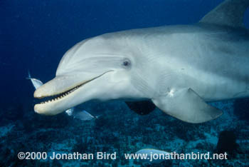 Bottlenosed Dolphin [Tursiops truncatus]