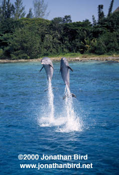 Bottlenosed Dolphin [Tursiops truncatus]