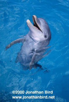 Bottlenosed Dolphin [Tursiops truncatus]