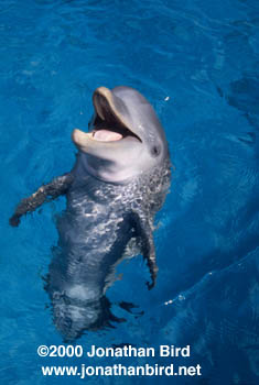 Bottlenosed Dolphin [Tursiops truncatus]