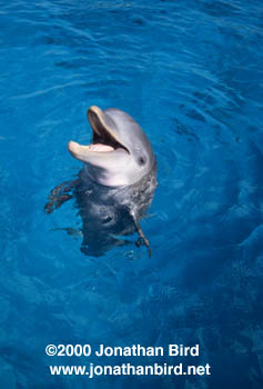 Bottlenosed Dolphin [Tursiops truncatus]