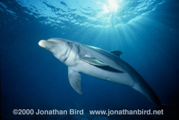 Bottlenosed Dolphin [Tursiops truncatus]