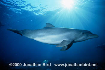 Bottlenosed Dolphin [Tursiops truncatus]