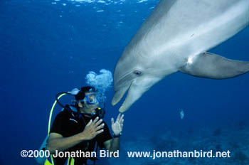 Bottlenosed Dolphin [Tursiops truncatus]