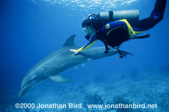 Bottlenosed Dolphin [Tursiops truncatus]