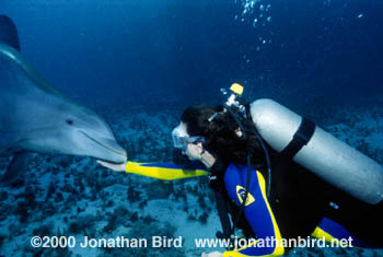 Bottlenosed Dolphin [Tursiops truncatus]