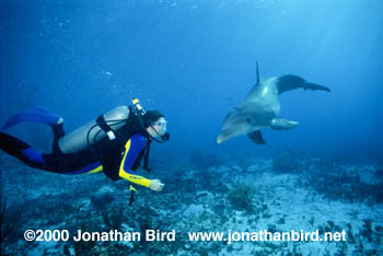 Bottlenosed Dolphin [Tursiops truncatus]