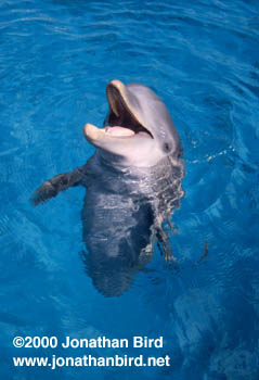 Bottlenosed Dolphin [Tursiops truncatus]