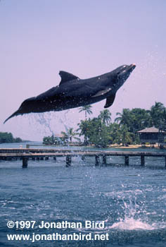 Bottlenosed Dolphin [Tursiops truncatus]