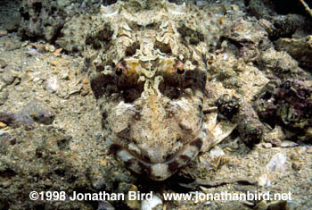 Crocodile Fish [Papilloculiceps longiceps]