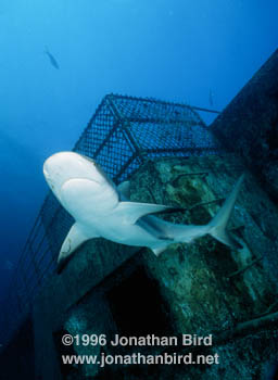 Caribbean reef Shark [Carcharhinus perezi]