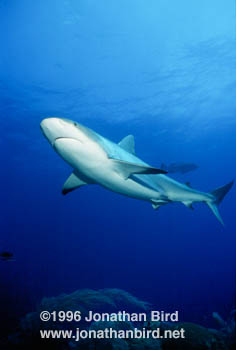 Caribbean reef Shark [Carcharhinus perezi]