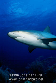 Caribbean reef Shark [Carcharhinus perezi]