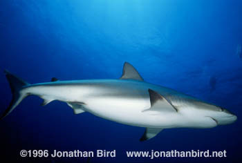 Caribbean reef Shark [Carcharhinus perezi]