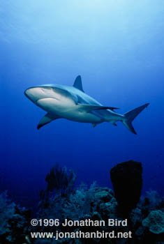 Caribbean reef Shark [Carcharhinus perezi]