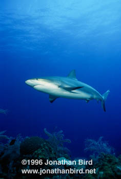 Caribbean reef Shark [Carcharhinus perezi]