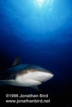 Caribbean reef Shark [Carcharhinus perezi]