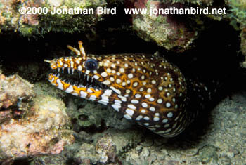 Dragon Moray Eel [Enchelycore pardalis]