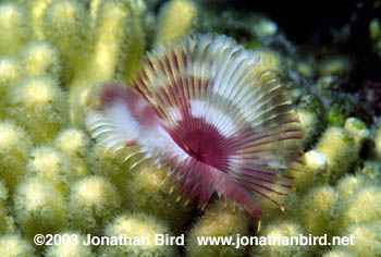 Split crown feather duster Worm [Anamobaea orstedii]