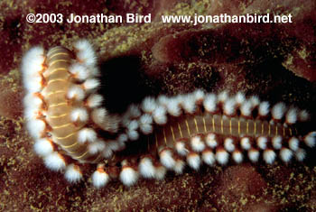 Bearded Fire Worm [Hermodice carunculata]